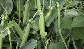 pea plant facts uses how to grow and