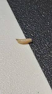 white ish looking worm larva found