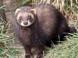 Most polecats can be found living wild in western eurasia and north morocco and some are bred in captivity as domesticated polecats. Https Www Vwt Org Uk Wp Content Uploads 2015 04 Polecat Ferret Leaflet Pdf