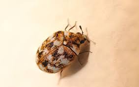 get rid of carpet beetles from your