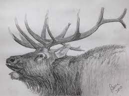 Pencil bull | dibujos de toros, toros de lidia, toros y toreros. Bugling Bull Elk Drawing By Becca Miller