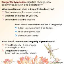 dragonfly meaning dragonfly symbolism