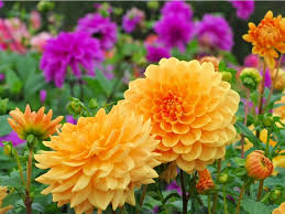 Search 123rf with an image instead of text. Dahlia Plant Care How To Plant Dahlias In The Garden
