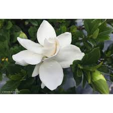 Gardenia White Goddess Pbr