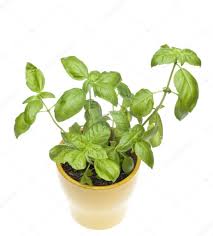 basil plant in yellow pot from above