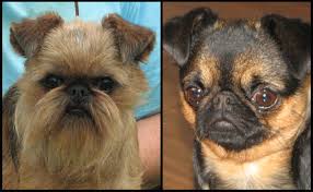 brussels griffon breeders canada s