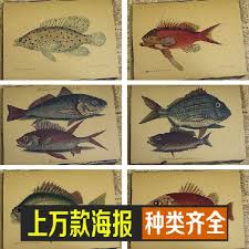 Us 1 6 Vintage Paper Poster Fish Shark Chart Retro Painting Wall Sticker Print And Picture Classic Wallpaper Home Deocration 30 21cm In Painting