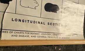 Vintage Pull Down School Wall Chart Genetics Science Biology