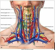 The main arteries in the neck are the common carotids, and the main veins of the neck that return the blood from the head and face are the external rectus capitis posterior major (rectus capitis posticus major) arises by a pointed tendon from the spinous process of the axis, and, becoming broader as it. Medictests Com Anterior View Of The Major Arteries And Veins Of The Neck Facebook