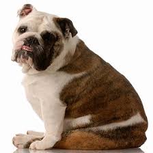 english bulldogs what s good about em