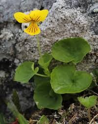 Viola biflora - Wikipedia