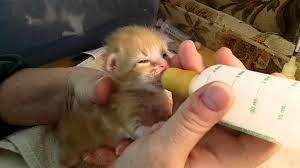 bottle feeding kittens or new borns