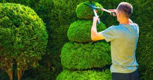 Caring For Hedges Everything You Need