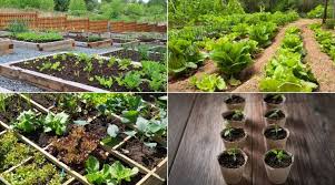 gardening tips and ideas for beginners
