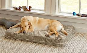 where should your dog sleep orvis news