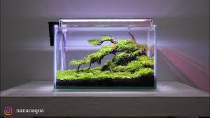 amazing mini bonsai with moss carpet in