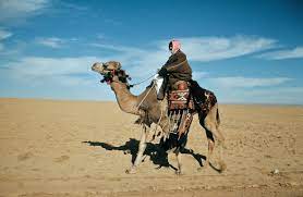 The dromedary is also called the arabian camel. Dromedary Camel Britannica