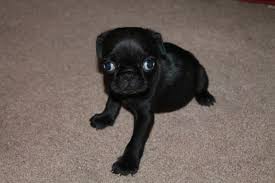 Looking for a puppy or dog in sacramento, california? Pug Puppies All Black For Sale In West Sacramento California Classified Americanlisted Com