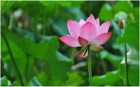 Zen Lotus HD Wallpapers - Top Free Zen ...