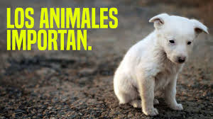 Petición · Apoyo público para los refugios de animales · Change.org