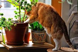 Keep Cats Away From Plants