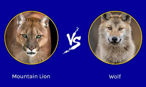 mountain lion vs wolf who would win in