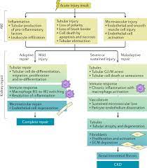 epigenetic regulation in aki and kidney