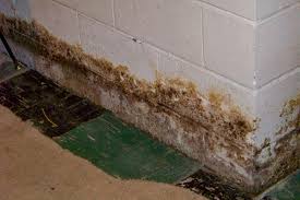 Mold in the basement is a health hazard that can also damage your home. How Do You Remove Mold From A Basement Rochester Waterproofing