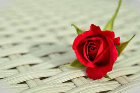 red rose flower pickpik