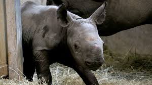 rare black baby rhino born in iowa zoo