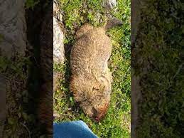 Here you may to know how to trap a groundhog. How To Trap Groundhog Woodchuck With Coniber Trap Nuisance Trapping Youtube