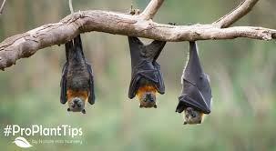 attracting bats to your garden at