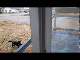 dog slides across slippery wooden deck