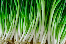 how to grow green onions from seeds