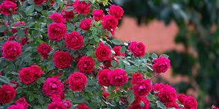 Growing Caring For Roses