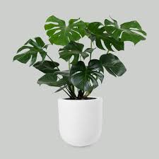 Plant Pot Images Free On Freepik