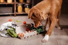 quelle nourriture votre chien devrait
