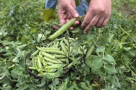 eat your peas 7 nutritional benefits