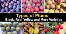 What color should inside of plum be?