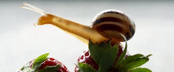 Image result for What Is Cheap Snails ?
