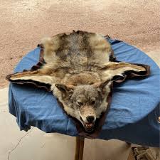 coyote skin rug taxidermy in