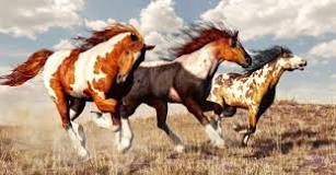 how-fast-can-a-mustang-horse-run