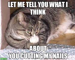 trim your cat s nails visihow