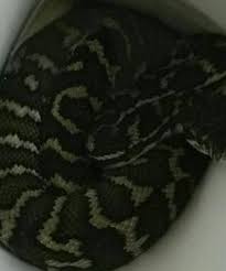carpet python lurked in toilet and bit