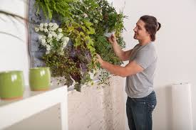 Diy How To Make Your Own Living Wall