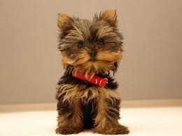 At What Age Does A Yorkshire Terrier Stop Growing