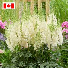 13 florists available to buy now in canada on bfs, the world's largest marketplace for buying and selling a business. Mygardenanswers Possibly The Earliest Flowering Astilbe Available Lowlands White Astilbe Is Just One Of The Many New Perennial Flowers On Sale At Breck S Canada Hardy In Zones 3 Plant In Full