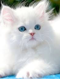 As well as grooming level, choose your fluffy feline friend according to their friendliness, social requirements, and energy. 22 Fluffy White Cat Ideas Cute Cats Cats Cats And Kittens
