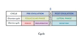 The Menstrual Cycle Phases Of Your Cycle