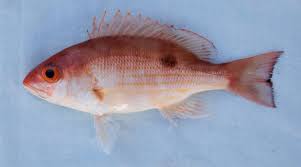 Pacific Red Snapper Mexico Fish Birds Crabs Marine
